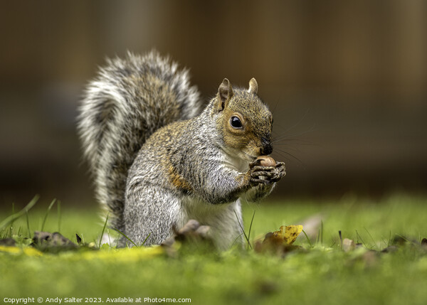 Grey Squirrel eating Hazlenut on Grass Picture Board by Andy Salter