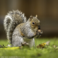 Buy canvas prints of Grey Squirrel eating Hazlenut on Grass by Andy Salter