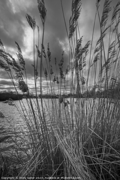 Reeds on the lake Picture Board by Andy Salter