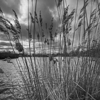 Buy canvas prints of Reeds on the lake by Andy Salter
