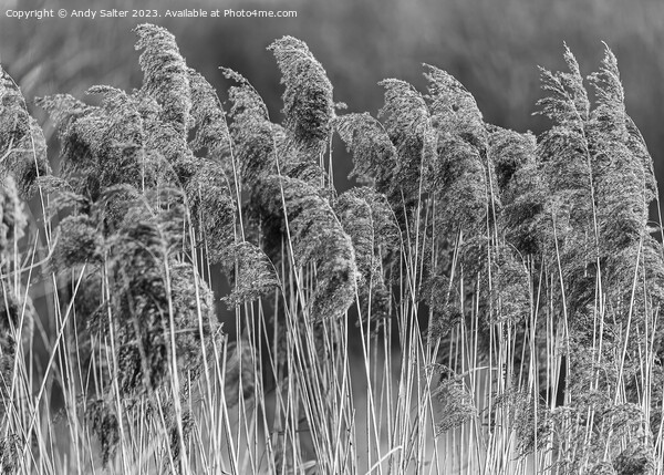 The Long Grass Picture Board by Andy Salter