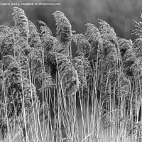 Buy canvas prints of The Long Grass by Andy Salter