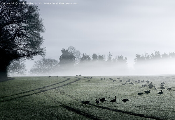 Geese and Early Mist Picture Board by Andy Salter