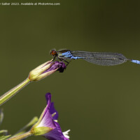 Buy canvas prints of Dragonfly by Andy Salter