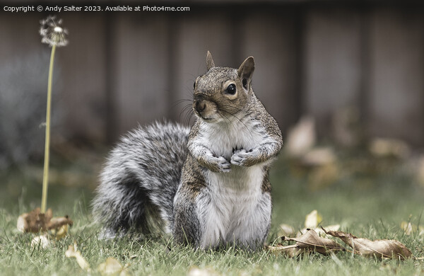 A Grey Squirrel Standing on Grass Picture Board by Andy Salter