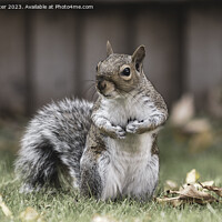 Buy canvas prints of A Grey Squirrel Standing on Grass by Andy Salter