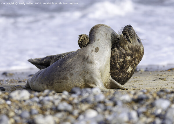 Grey Seals at Winterton on Sea Picture Board by Andy Salter