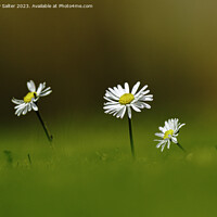 Buy canvas prints of Daisies by Andy Salter
