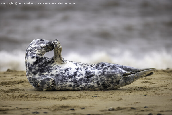 Winterton on Sea Grey Seal Picture Board by Andy Salter