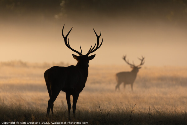 A group of deer standing in a grassy field Picture Board by Alan Crossland