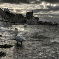 Buy canvas prints of The Swan by John Hulland