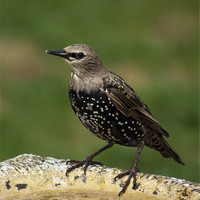 Buy canvas prints of Aspirational Starling by Alan Pickersgill