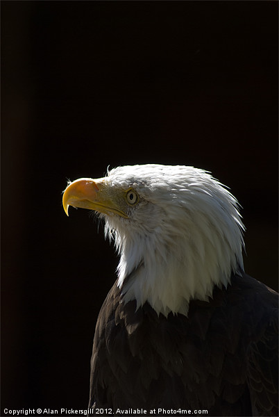 Bald Eagle Portrait Picture Board by Alan Pickersgill