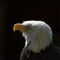 Buy canvas prints of Bald Eagle Portrait by Alan Pickersgill