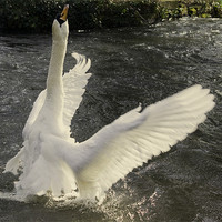 Buy canvas prints of Swan angel by Alan Pickersgill