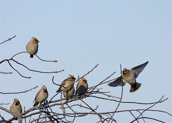Waxwing gathering Picture Board by Alan Pickersgill