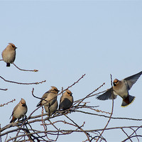 Buy canvas prints of Waxwing gathering by Alan Pickersgill