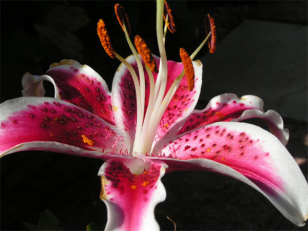 Stargazer lily  Picture Board by Alan Pickersgill