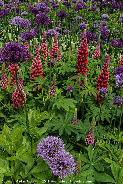 Allium and Lupin Picture Board by Alan Pickersgill