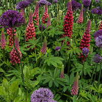 Buy canvas prints of Allium and Lupin by Alan Pickersgill