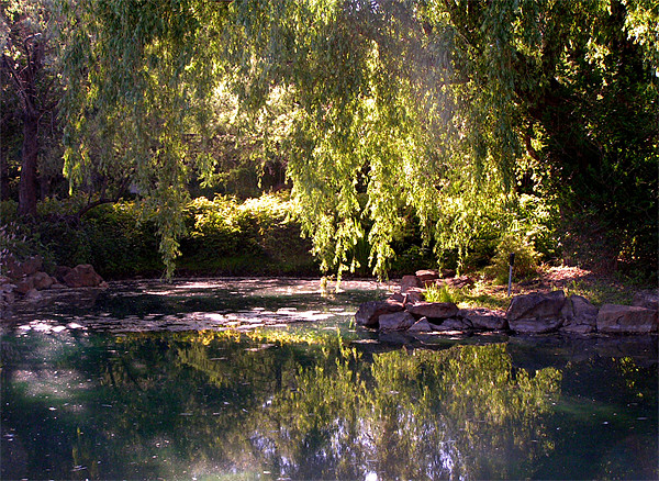 Dappled pond Picture Board by Alan Pickersgill