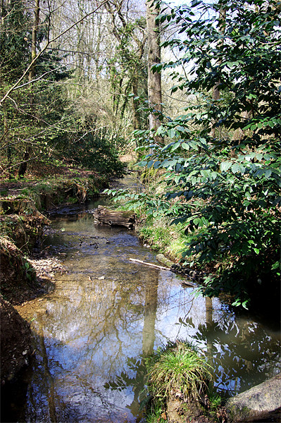 Spring Stream Picture Board by Alan Pickersgill