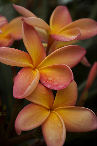 Frangipani Flowers after a shower Picture Board by Alan Pickersgill