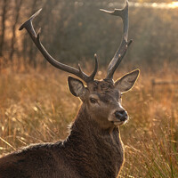 Buy canvas prints of A deer standing in a field looking at the camera by Andrew percival