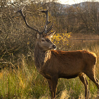 Buy canvas prints of A deer standing in a field by Andrew percival
