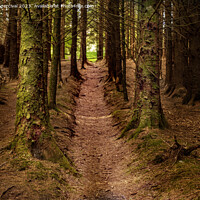 Buy canvas prints of the forest  by Andrew percival