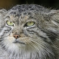 Buy canvas prints of Pallas Cat by Adrian Dockerty