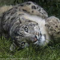 Buy canvas prints of Snow Leopard playing in the grass by Adrian Dockerty