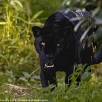 Buy canvas prints of Black Jaguar by Adrian Dockerty