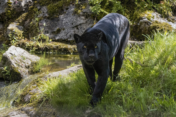Black Jaguar prowling for prey Picture Board by Adrian Dockerty