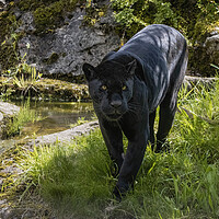 Buy canvas prints of Black Jaguar prowling for prey by Adrian Dockerty