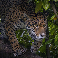 Buy canvas prints of Jungle Jag by Adrian Dockerty
