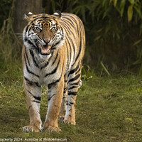Buy canvas prints of Tiger by Adrian Dockerty
