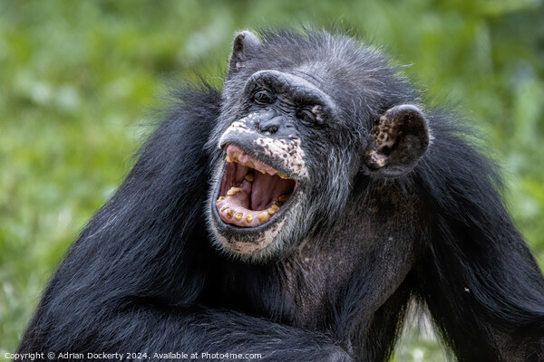 Laughing chimp Picture Board by Adrian Dockerty