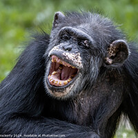 Buy canvas prints of Laughing chimp by Adrian Dockerty
