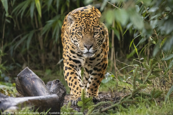 Jaguar on patrol Picture Board by Adrian Dockerty