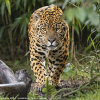 Buy canvas prints of Jaguar on patrol by Adrian Dockerty