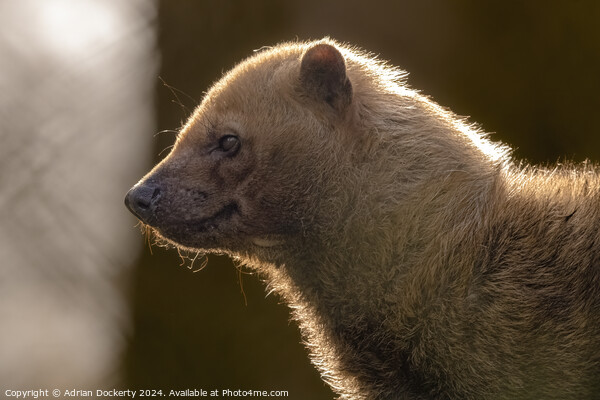 A close up of a Bush Dog Picture Board by Adrian Dockerty