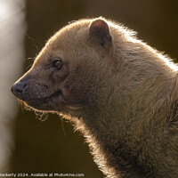 Buy canvas prints of A close up of a Bush Dog by Adrian Dockerty