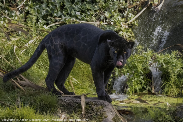 A black jaguar  Picture Board by Adrian Dockerty
