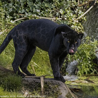 Buy canvas prints of A black jaguar  by Adrian Dockerty