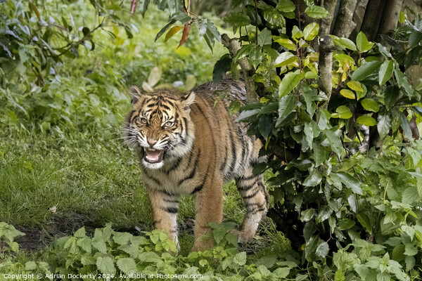 Sumatran Tiger Raya Picture Board by Adrian Dockerty