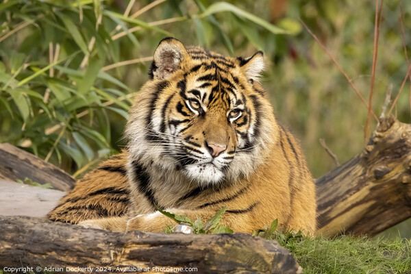 Sumatran tiger cub  Picture Board by Adrian Dockerty