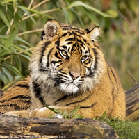 Buy canvas prints of Sumatran tiger cub  by Adrian Dockerty
