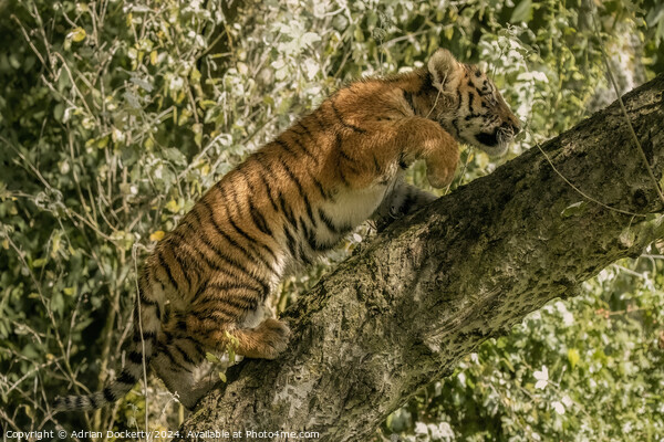 A tiger cub climbing a tree Picture Board by Adrian Dockerty