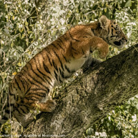 Buy canvas prints of A tiger cub climbing a tree by Adrian Dockerty